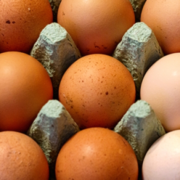 eggs